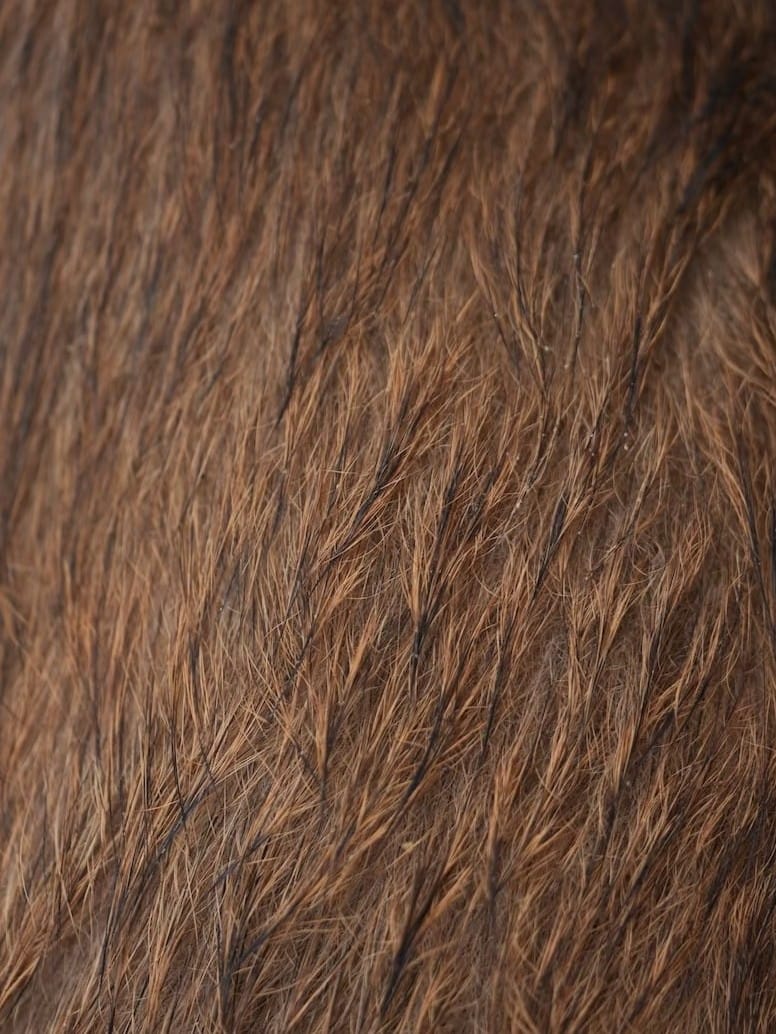 備後ジビエ製作所 | 鹿や穴熊などのジビエ肉