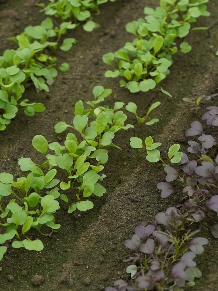 高掛農園 | マイクロリーフ
