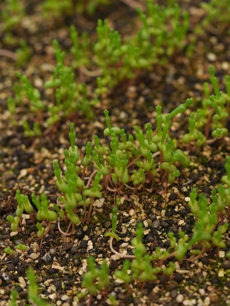 高掛農園 | マイクロリーフ