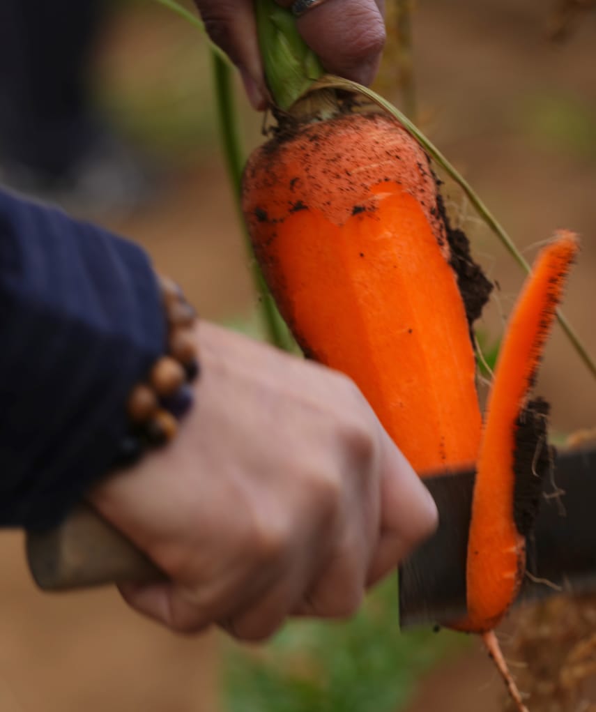 三島西麓野菜 | 三島人参