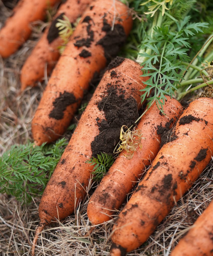 三島西麓野菜 | 三島人参