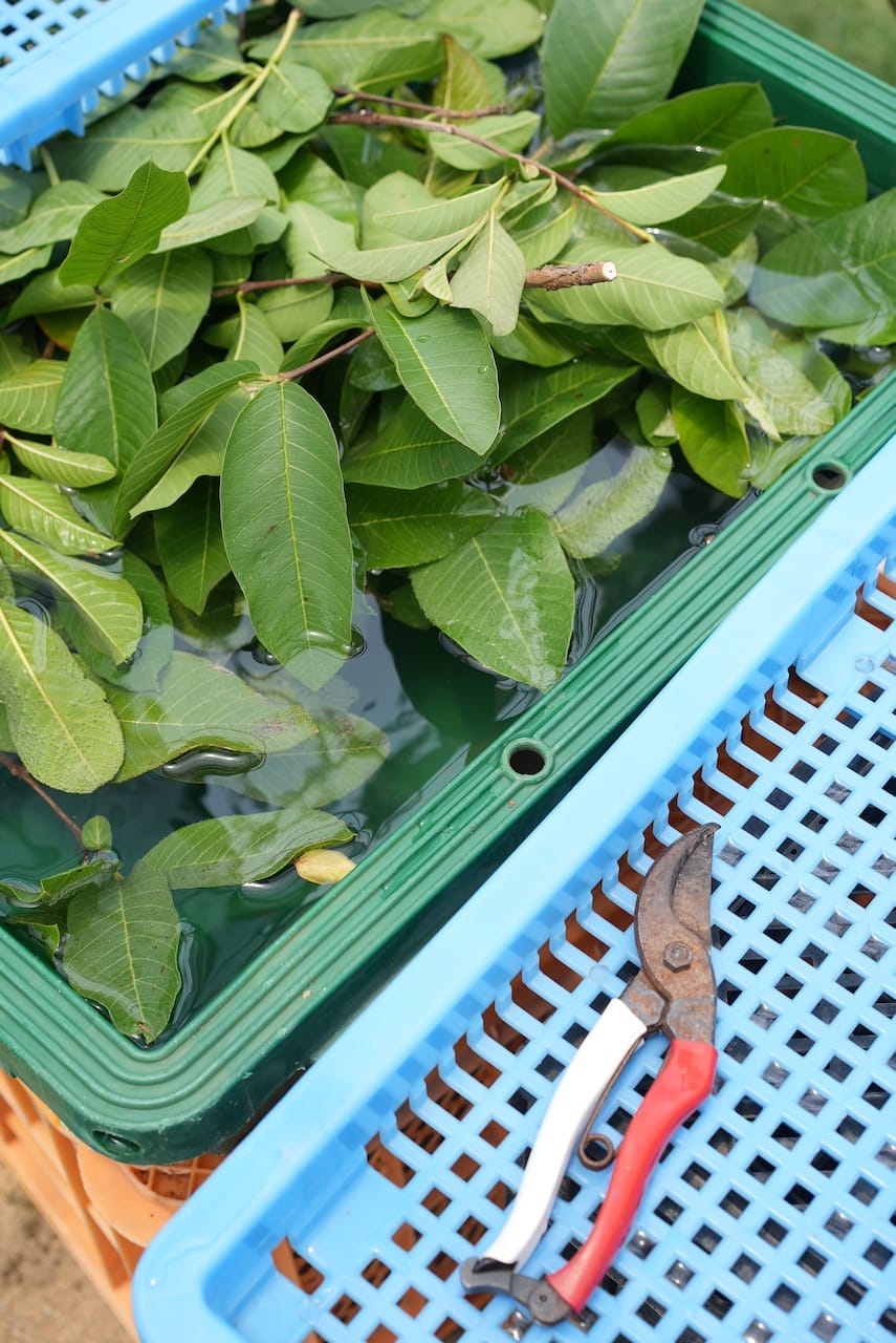 南国にしがわ農園 | グァバ