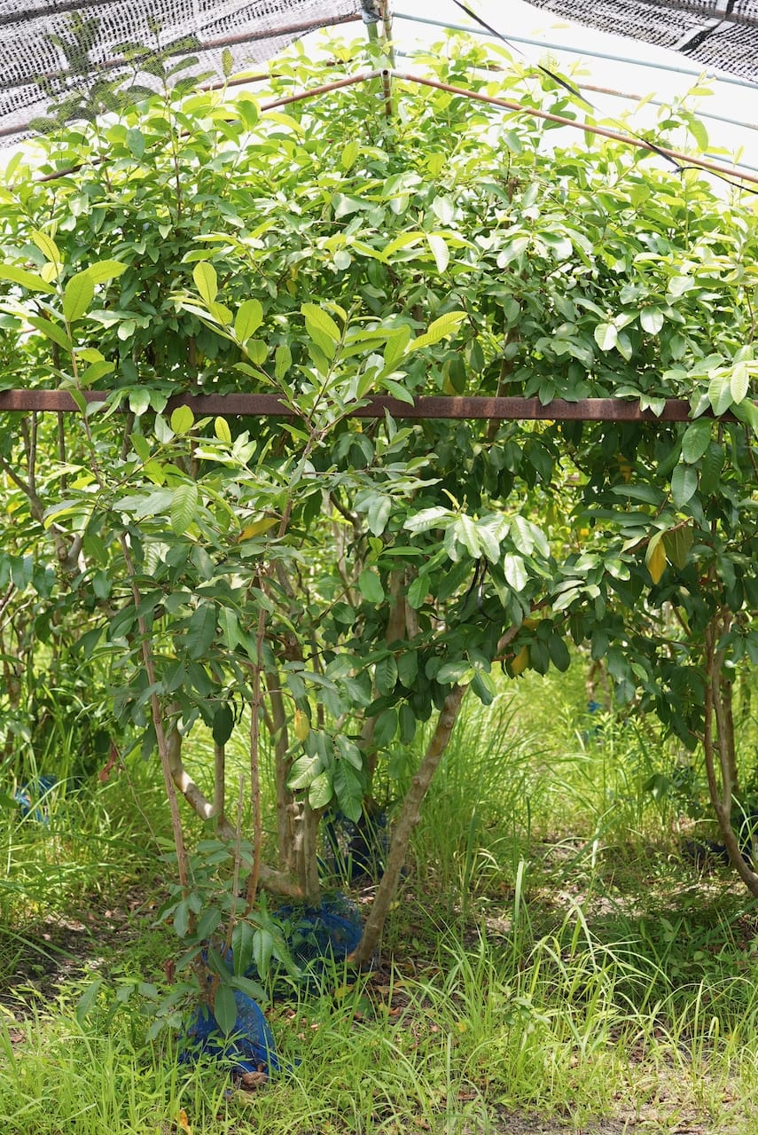 南国にしがわ農園 | グァバ