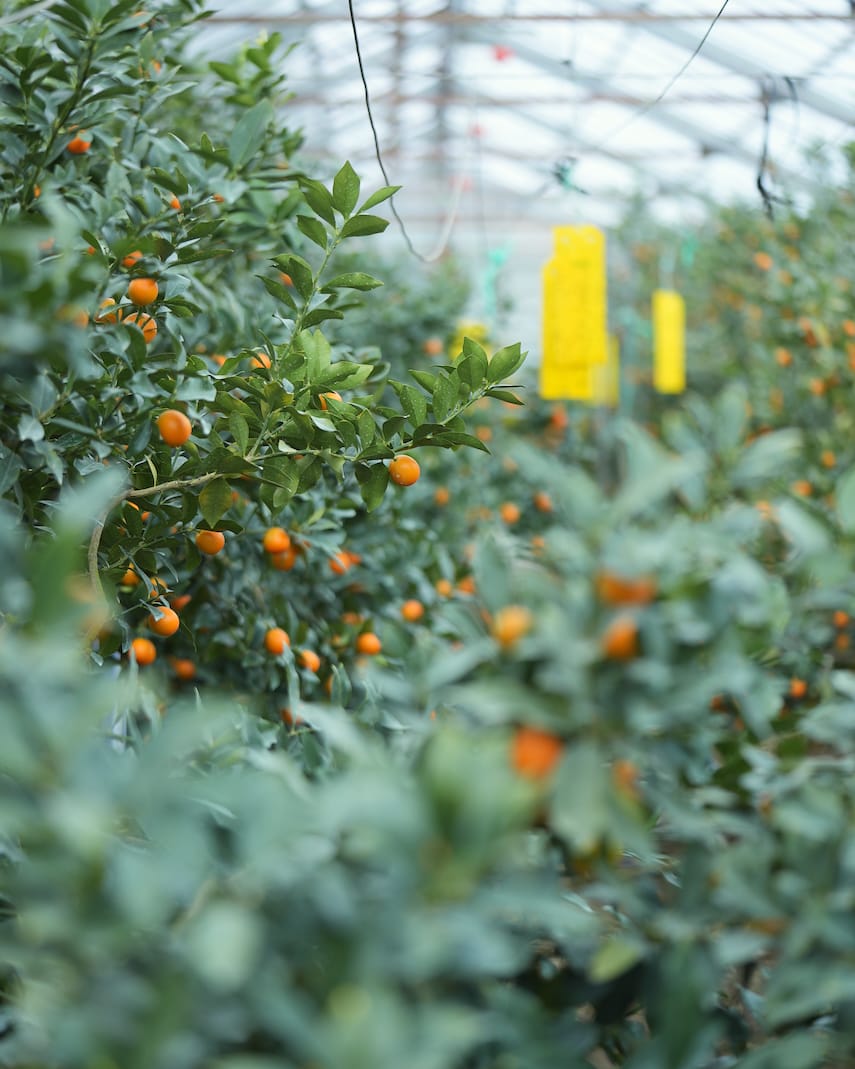 JA しみず 高部支店 | きんかん