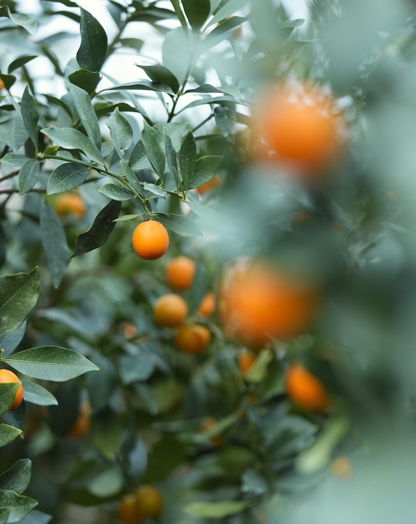 JA しみず 高部支店 | きんかん