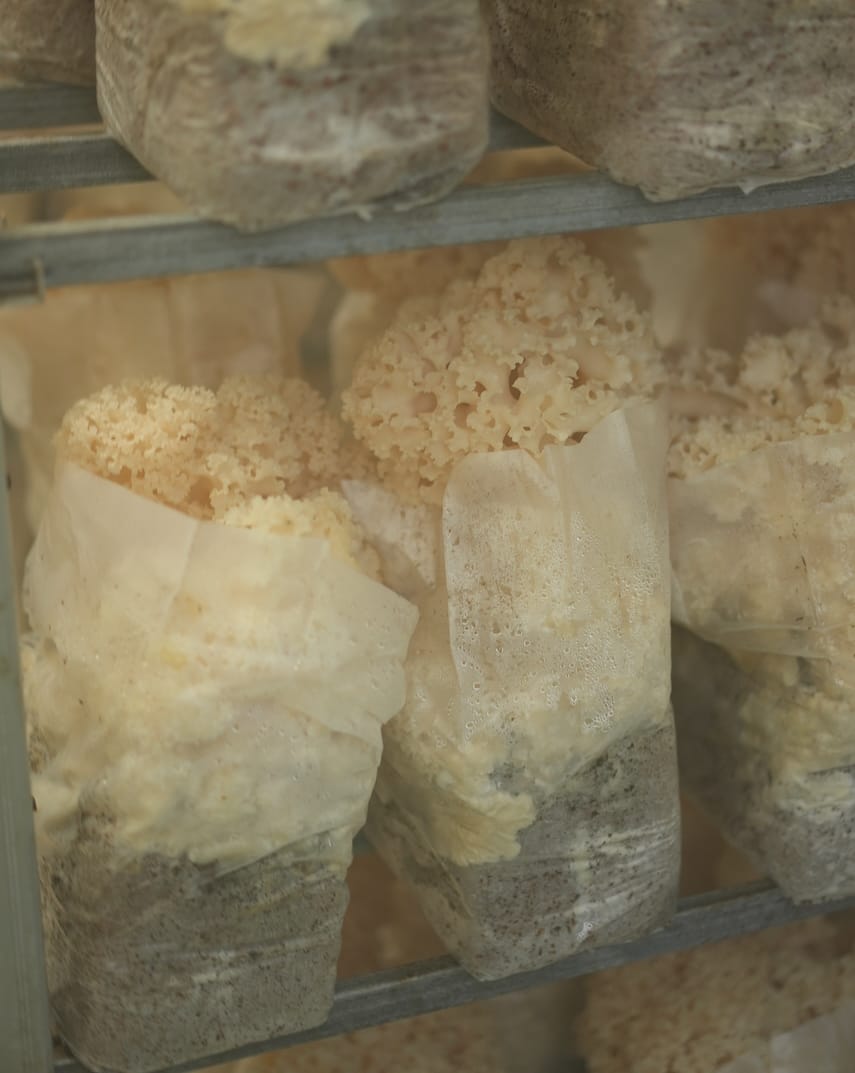 株式会社　大井川電機製作所 | はなびらたけ