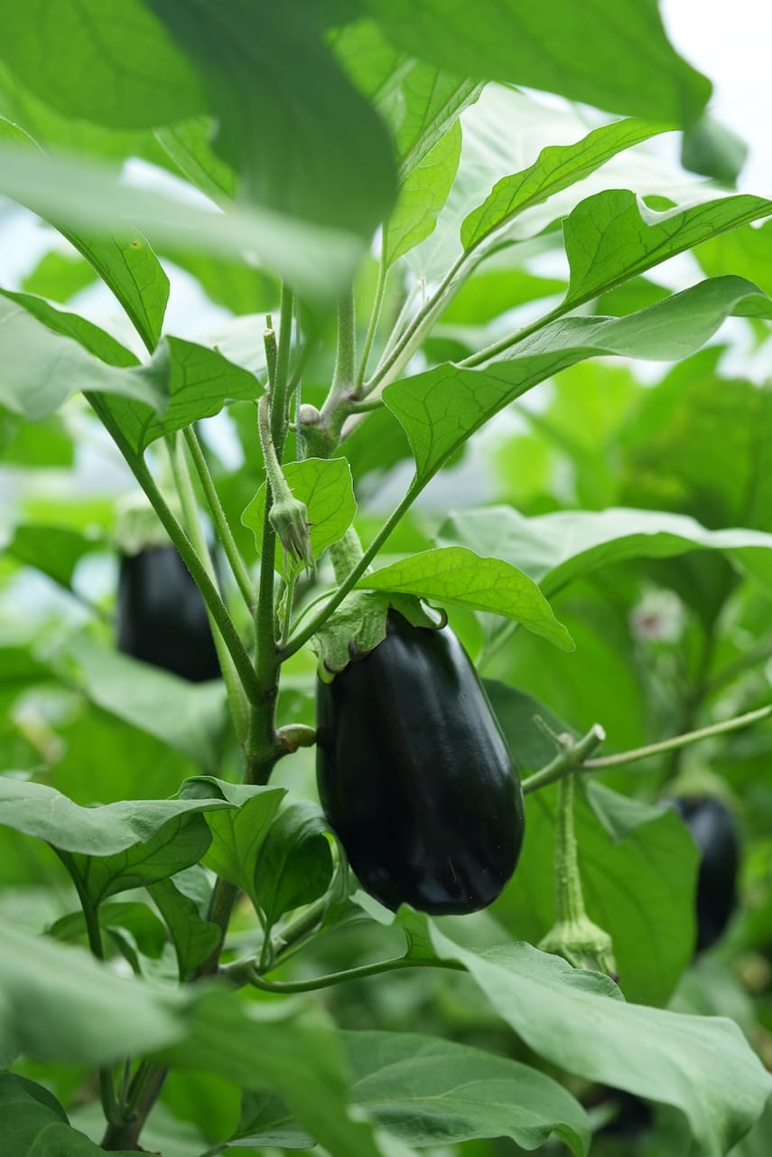 sanchikara土佐れいほく | 山菜を中心とした野菜