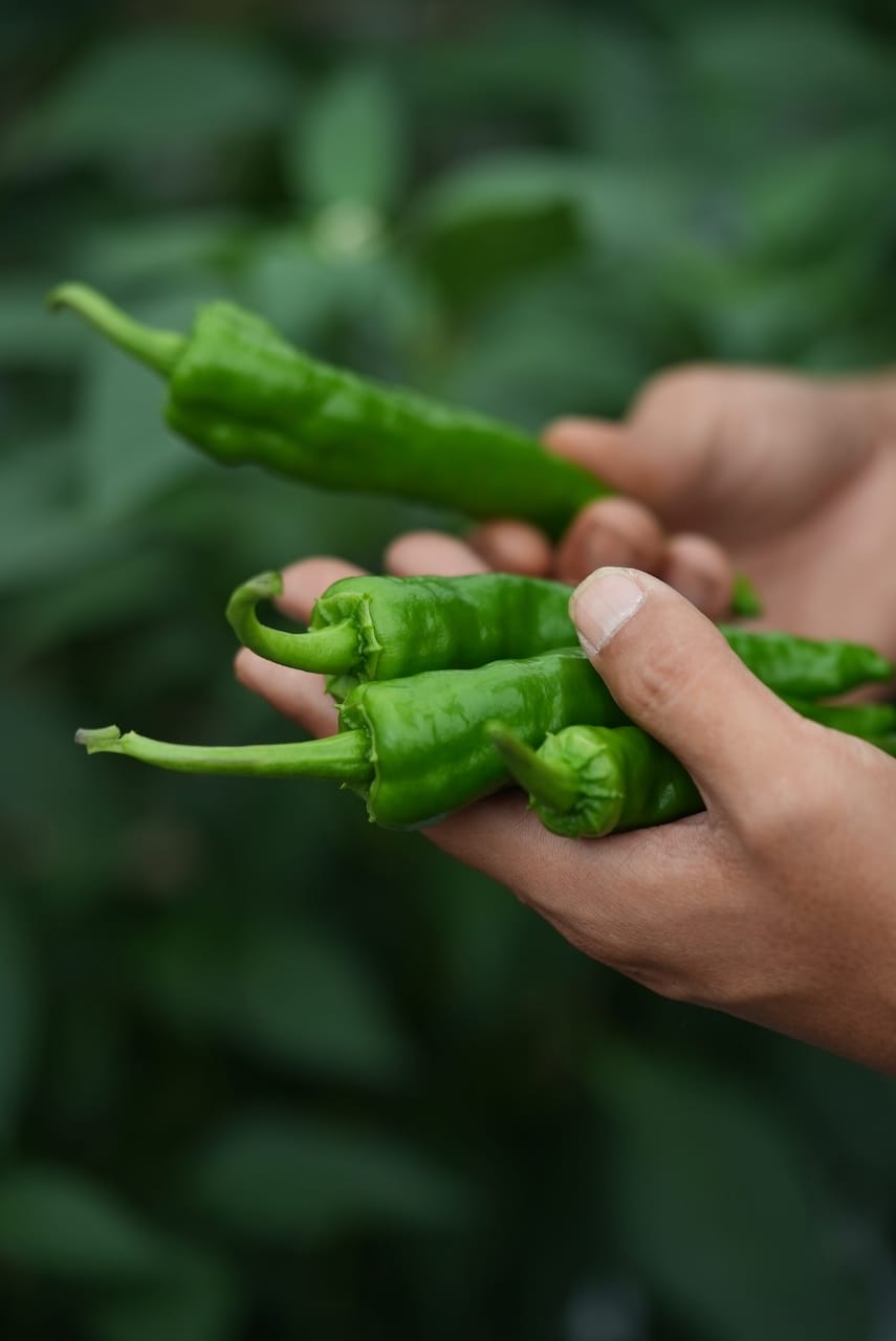 sanchikara土佐れいほく | 山菜を中心とした野菜