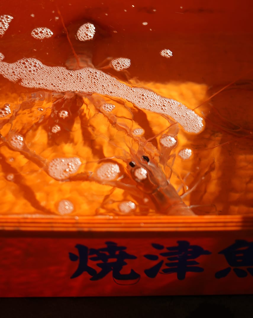 焼津漁協共同組合 | アカザエビ