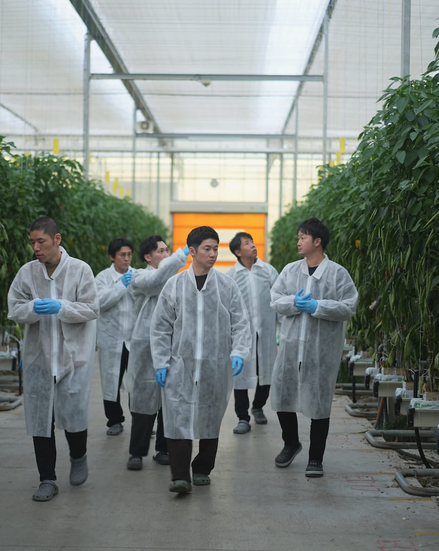 株式会社スマートアグリカルチャー磐田 | パプリカ