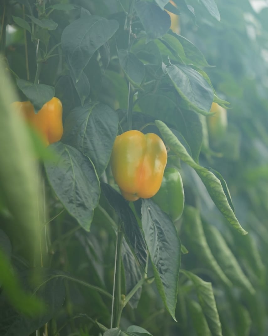 株式会社スマートアグリカルチャー磐田 | パプリカ