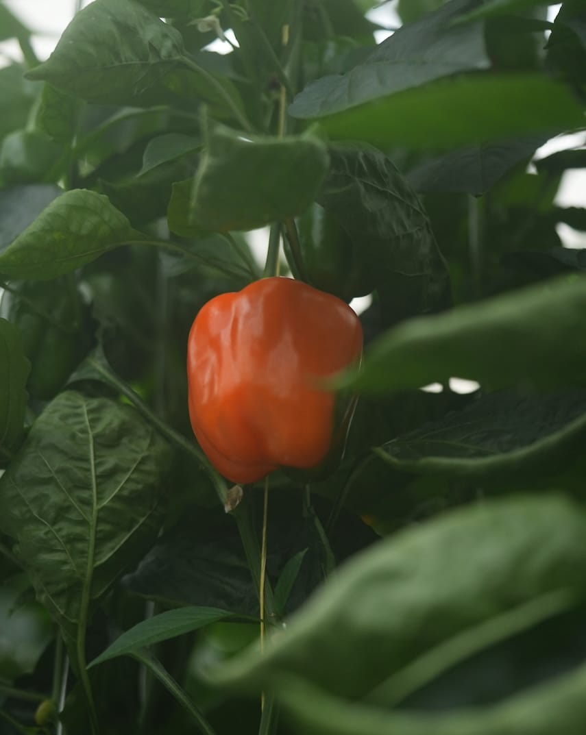 株式会社スマートアグリカルチャー磐田 | パプリカ