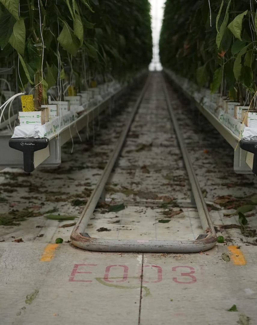 株式会社スマートアグリカルチャー磐田 | パプリカ