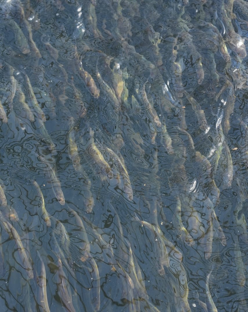 株式会社本多産業 | みかん鮎