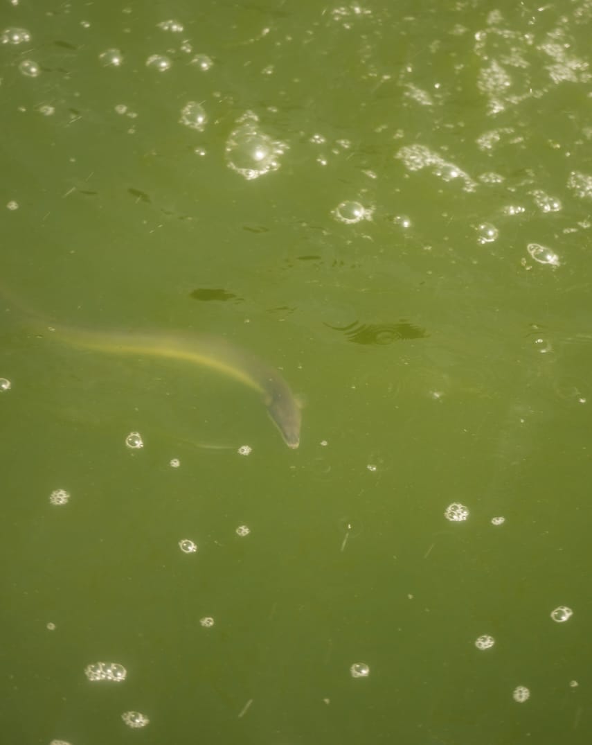 浜名湖幼魚漁業協同組合(丸浜入七養鰻場) | うなぎ