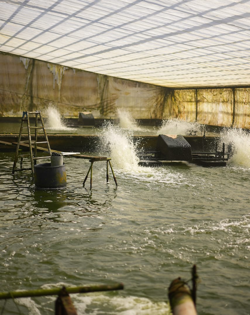 浜名湖幼魚漁業協同組合(丸浜入七養鰻場) | うなぎ