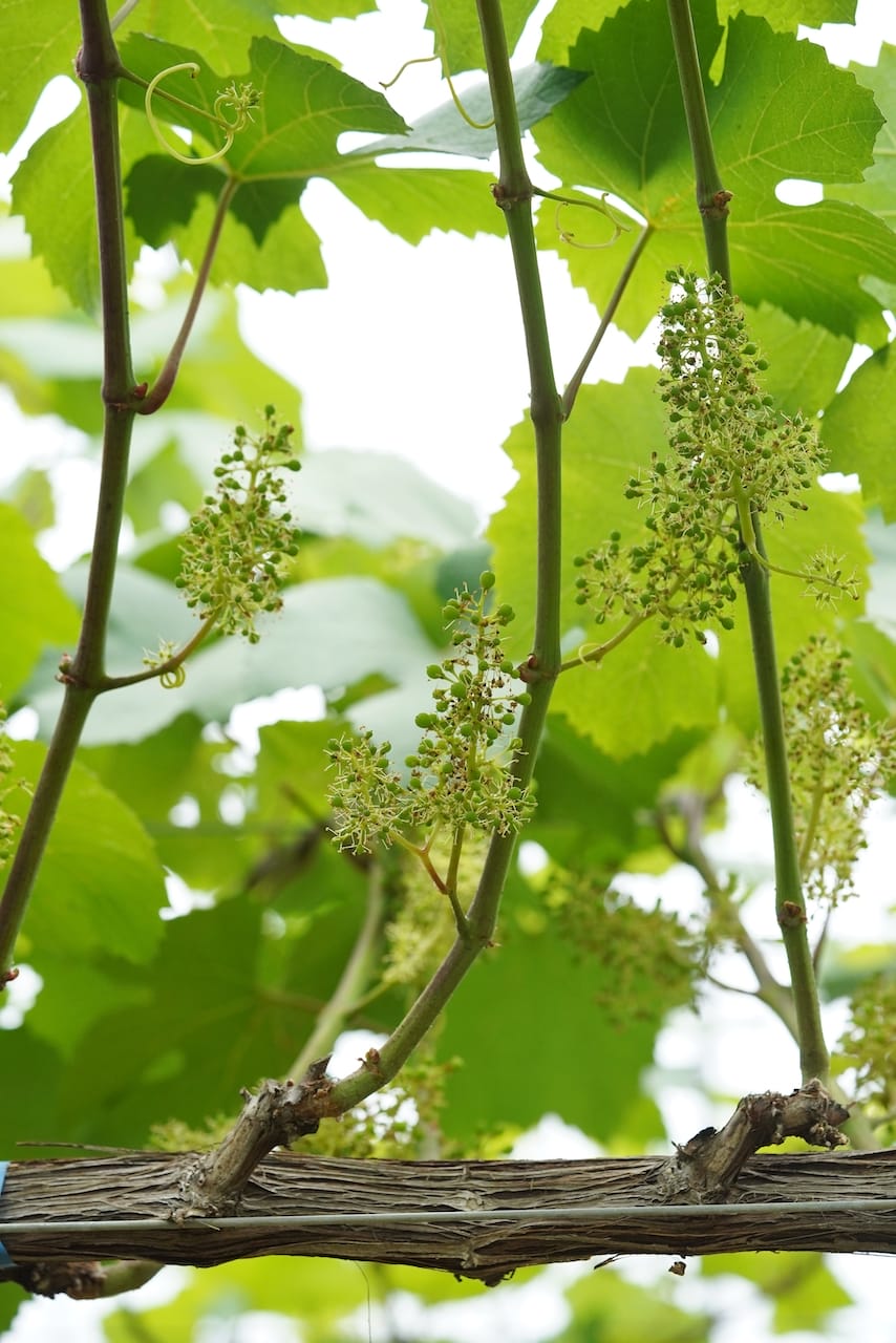 菊鹿ワイナリー | KIKUKA ESTATE（ワイン）