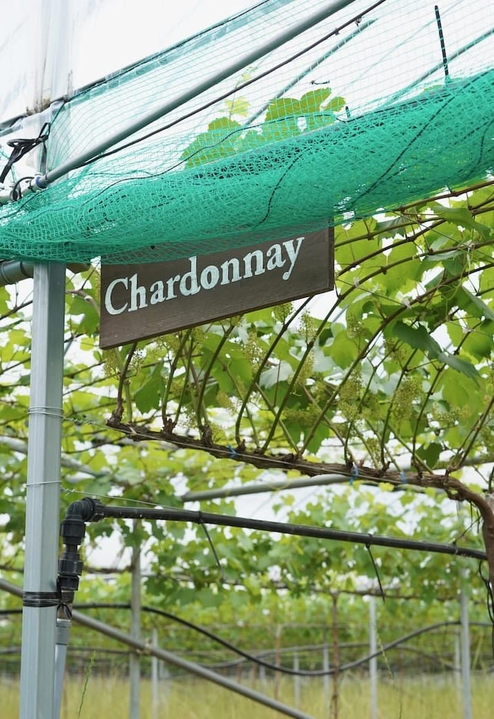 菊鹿ワイナリー | KIKUKA ESTATE（ワイン）