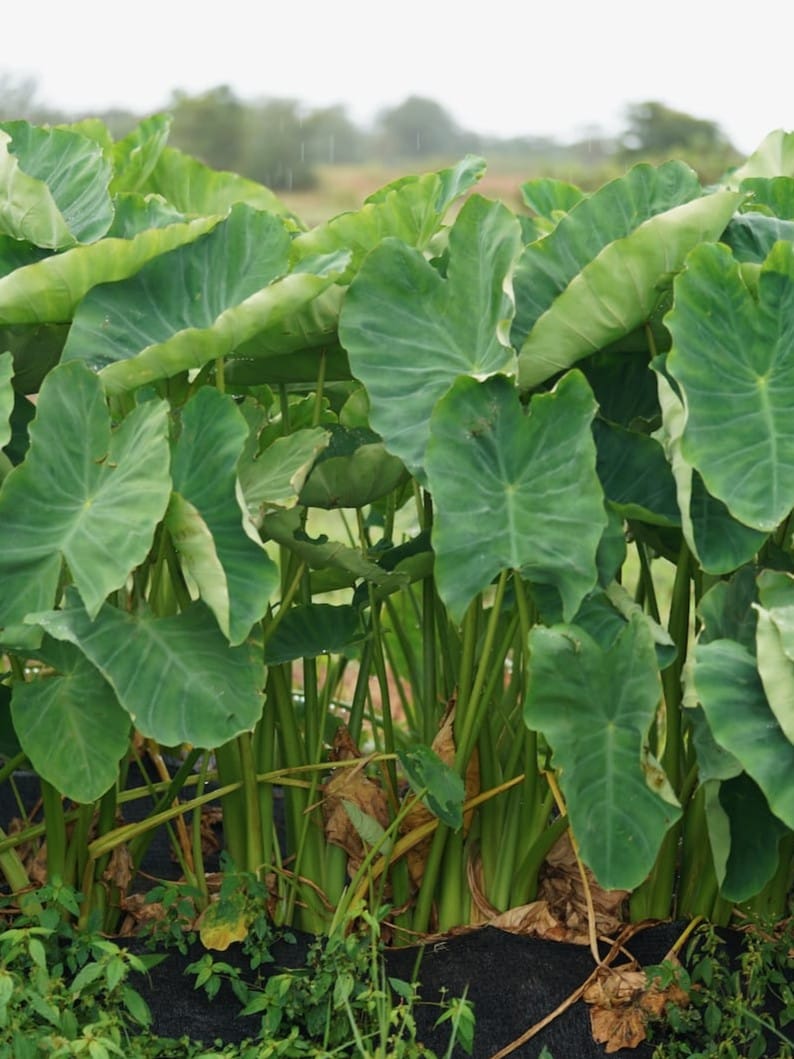 ベネズエーレ中山 | 国産のイタリア野菜