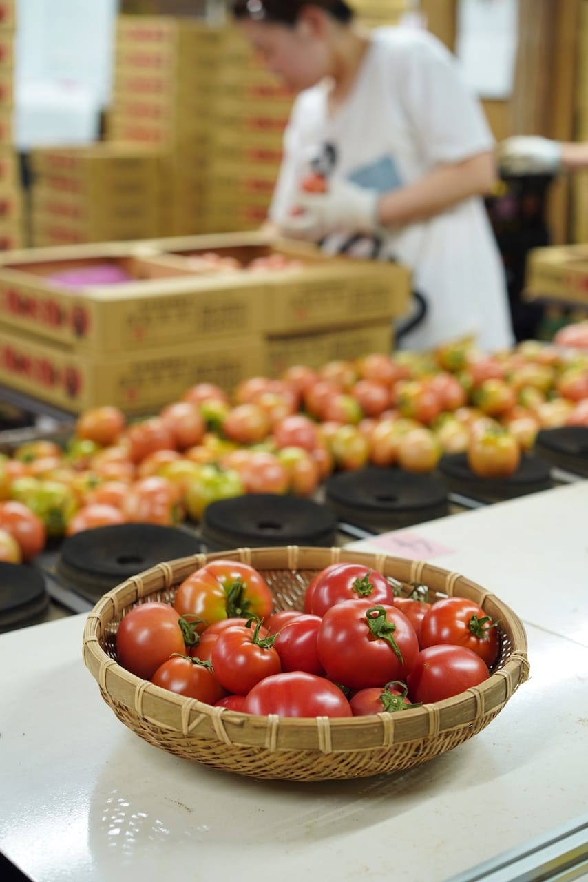 有限会社蘇鉄園芸 | 塩トマト