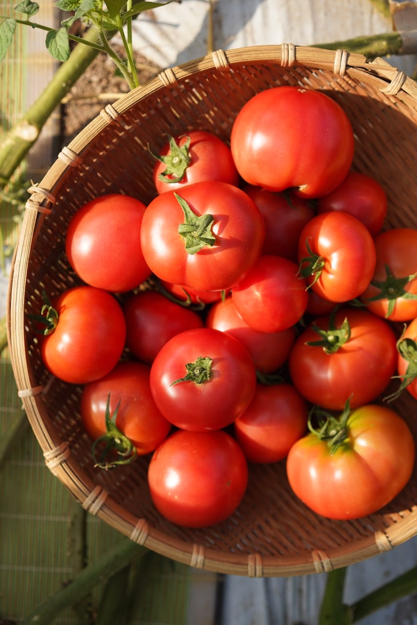 有限会社蘇鉄園芸 | 塩トマト