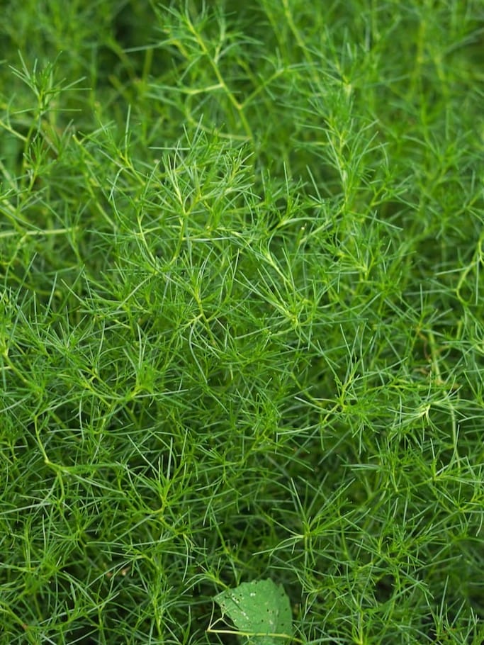 軽井沢サラダファーム | 小麦・ビーツ・とうもろこし・ズッキーニ・枝豆・ハーブなどの野菜