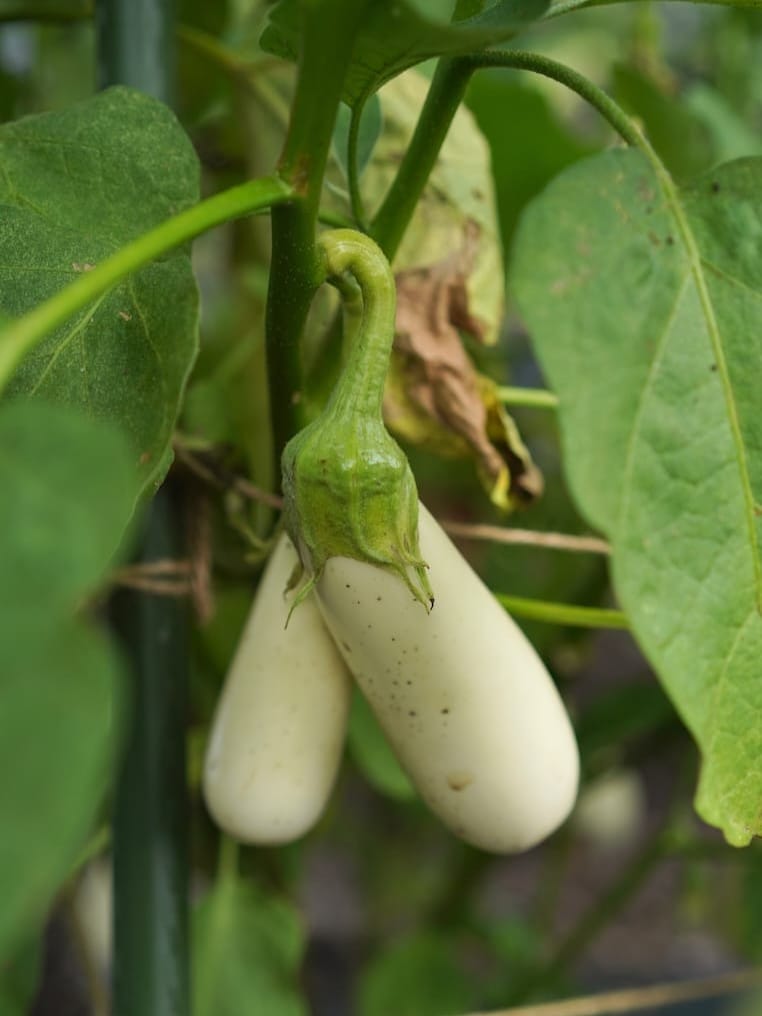 軽井沢サラダファーム | 小麦・ビーツ・とうもろこし・ズッキーニ・枝豆・ハーブなどの野菜