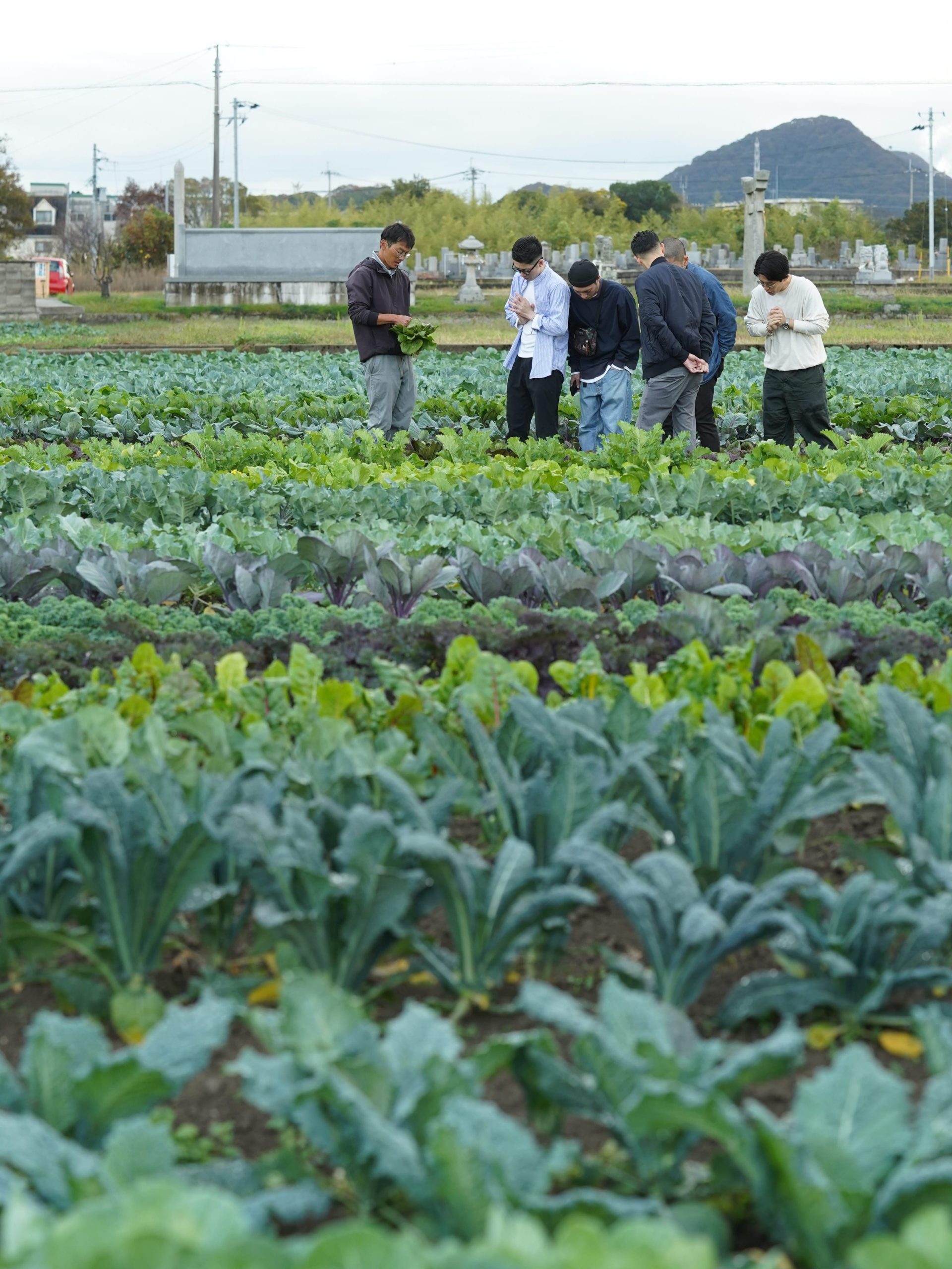 有限会社　コスモファーム | 西洋野菜