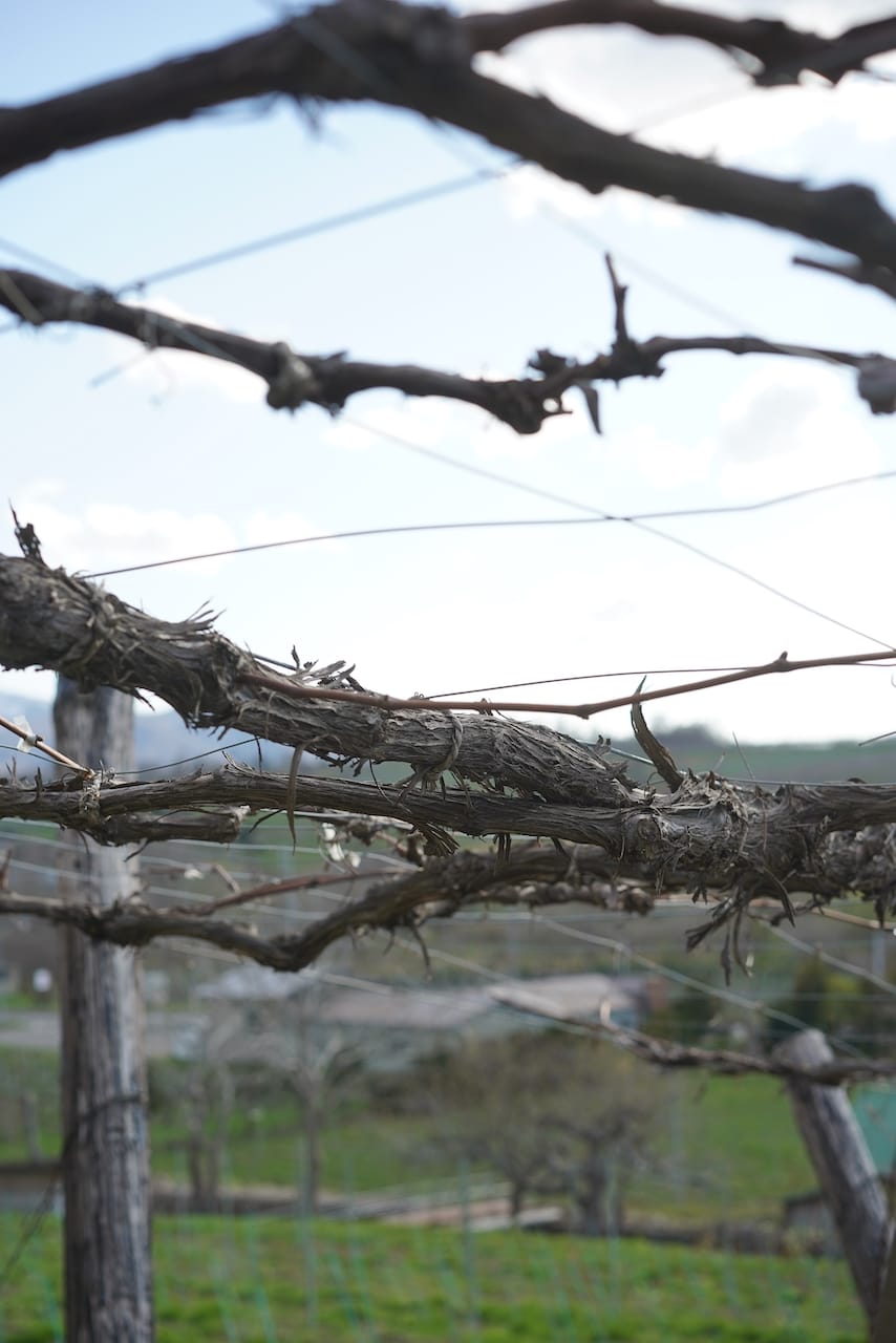 山田堂 | ワイン　Yoichi Muller