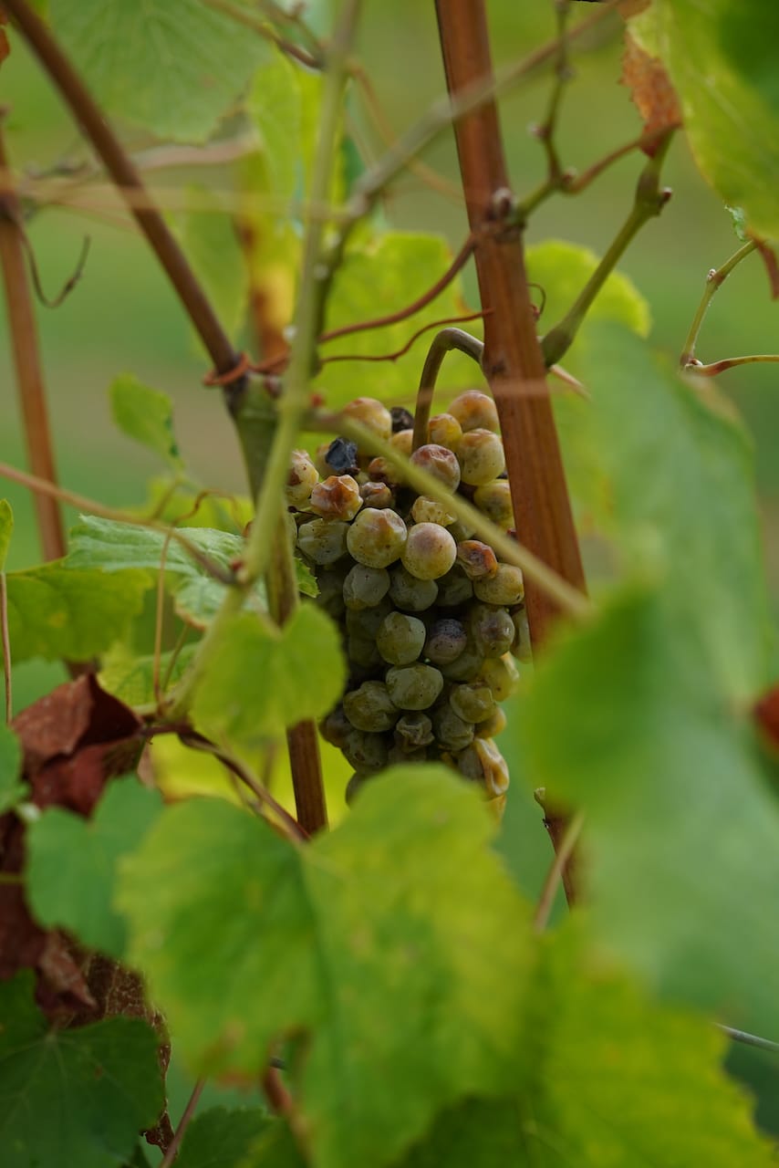 CAVE D’OCCI WINERY | ワイン　動物シリーズ・ファンピーなど