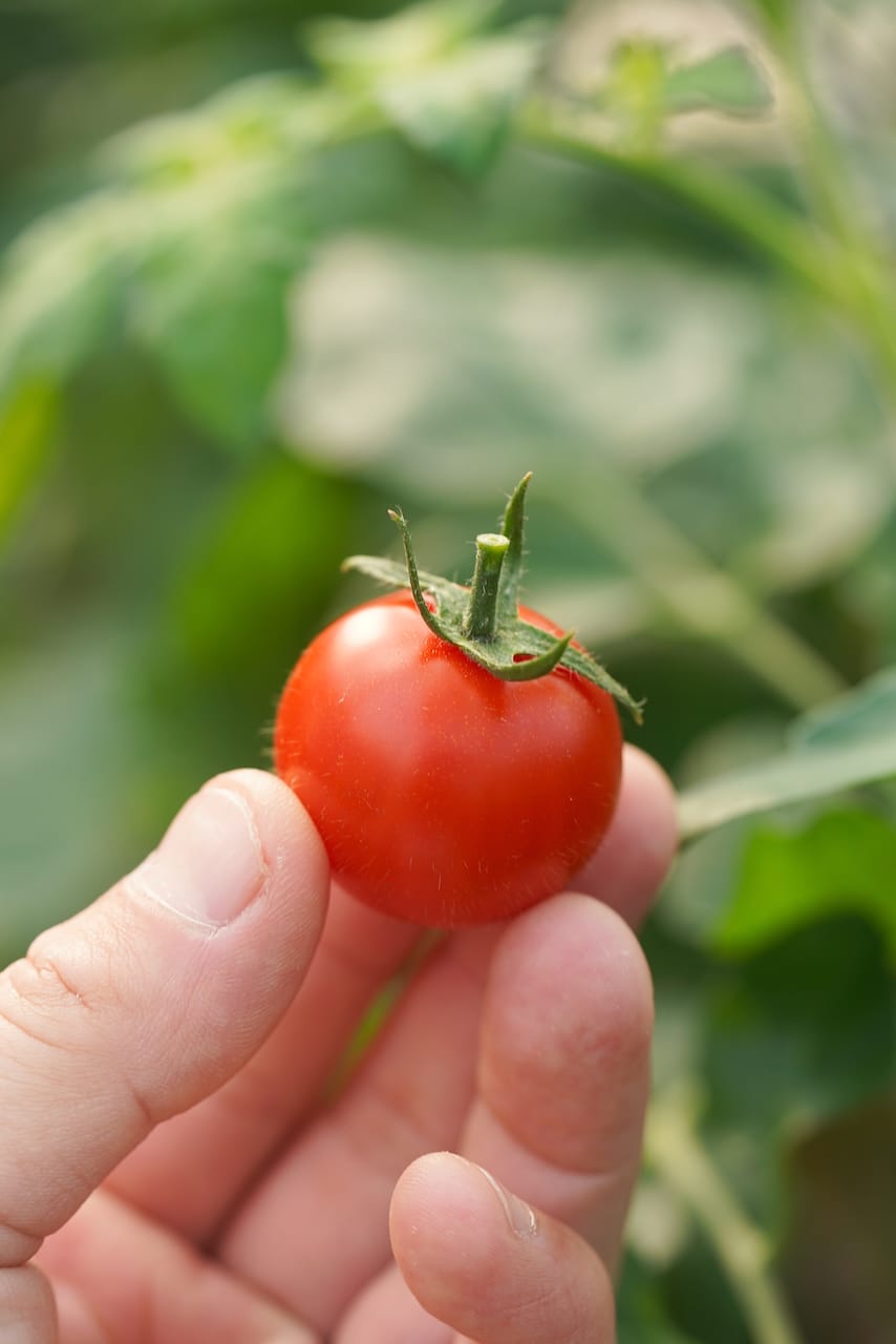 匠の里 紀州  假家英明さん | フルティカ（トマト）