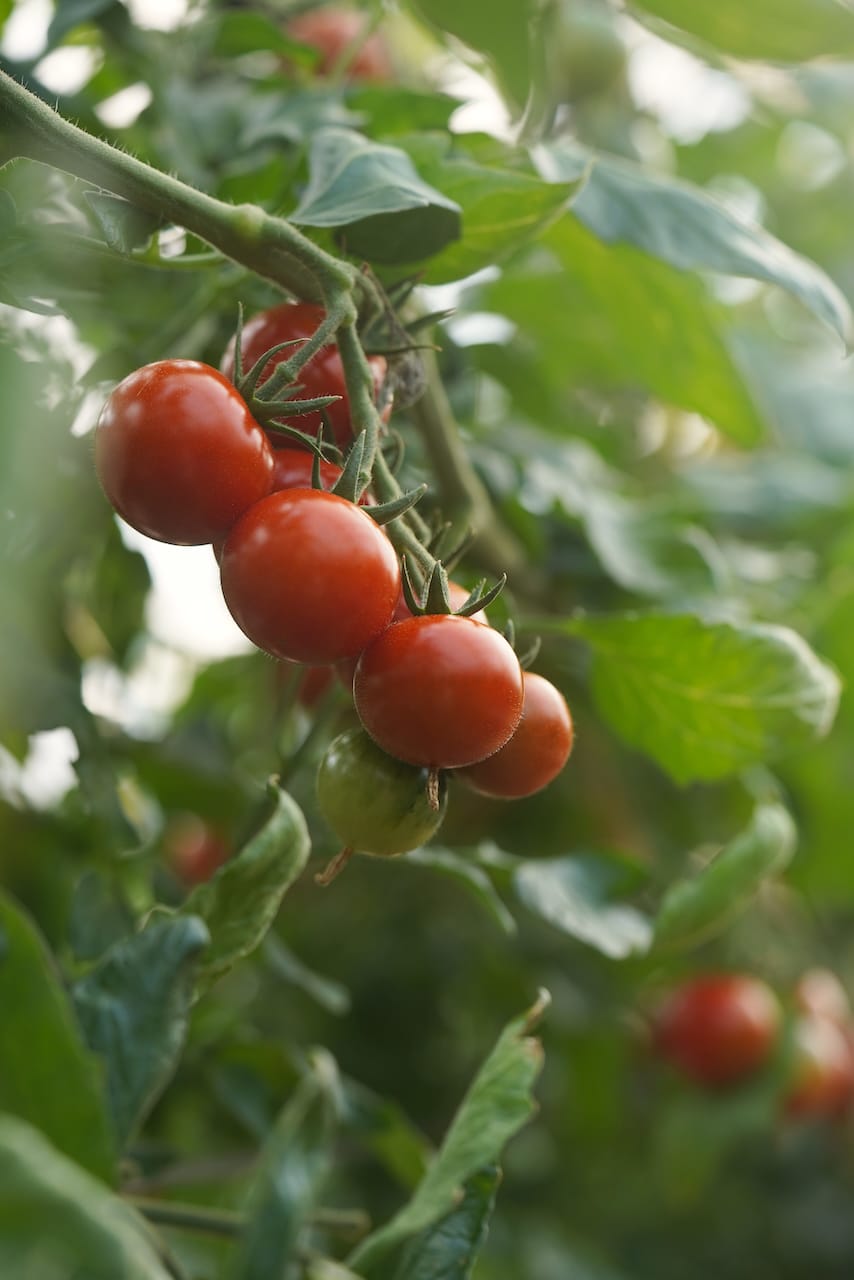 匠の里 紀州  假家英明さん | フルティカ（トマト）
