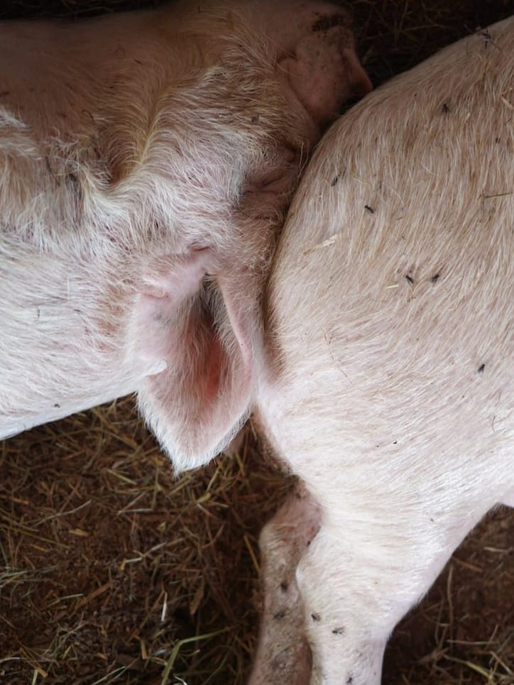 ダボス牧場 | 肉牛・肉羊