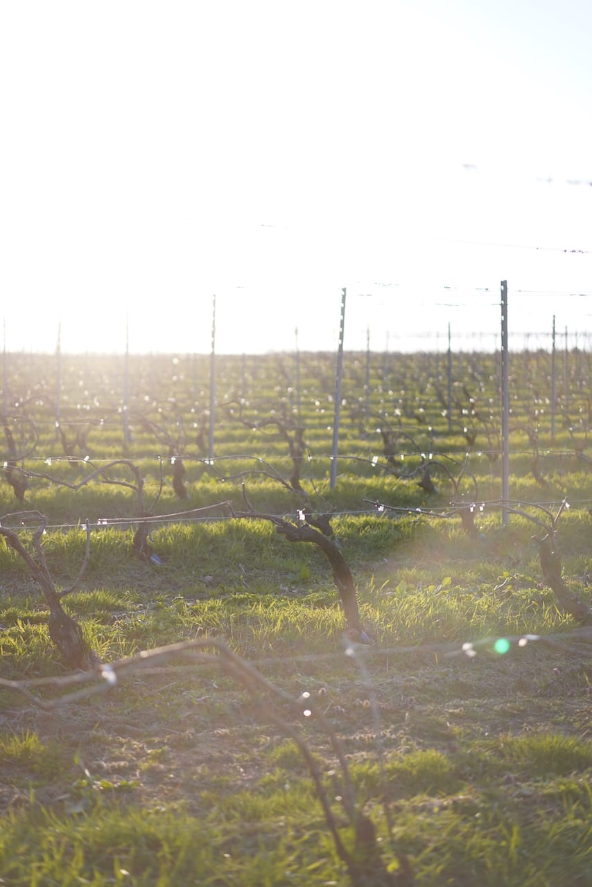 Domaine Takahiko（ドメーヌタカヒコ） | ワイン　ナナ・ツ・モリ