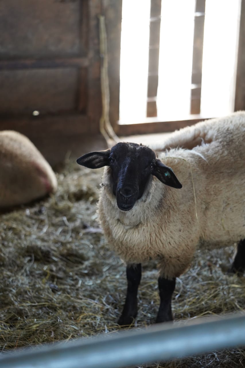 ダボス牧場 | 肉牛・肉羊