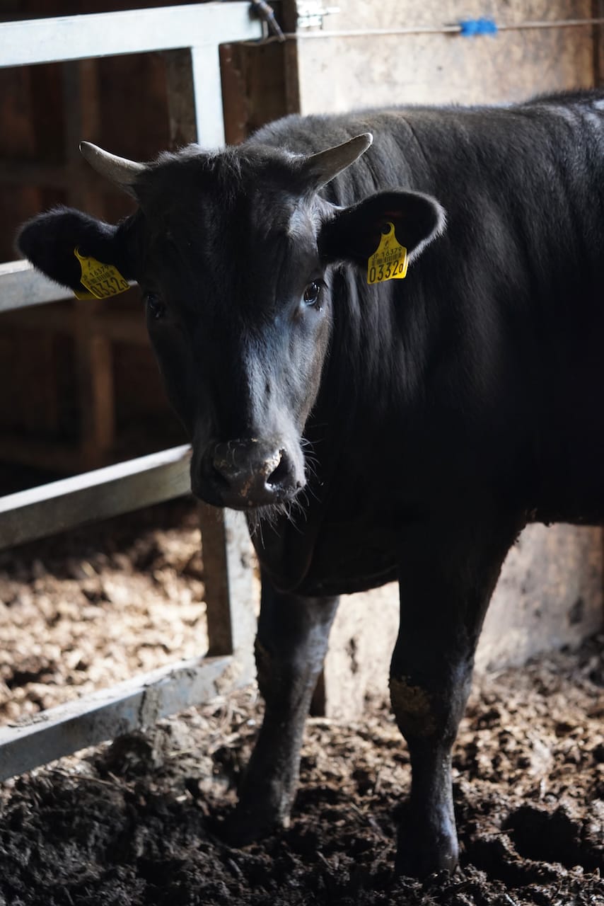 ダボス牧場 | 肉牛・肉羊