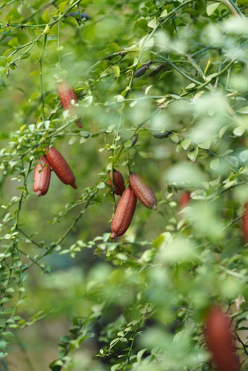 田上きのこ園 | フィンガーライム・きのこ
