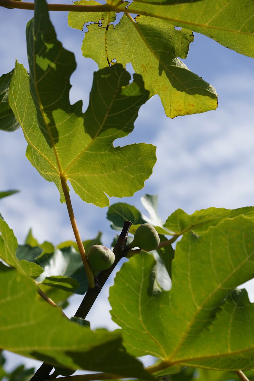 おぎビオレー | ビオレー（黒イチジク）