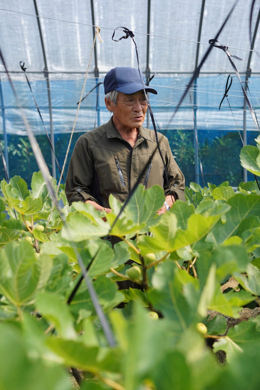 おぎビオレー | ビオレー（黒イチジク）