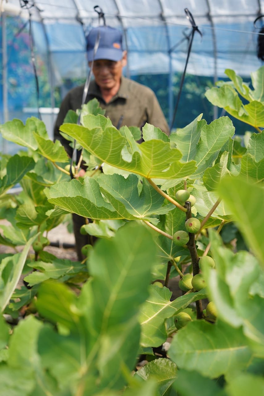 おぎビオレー | ビオレー（黒イチジク）