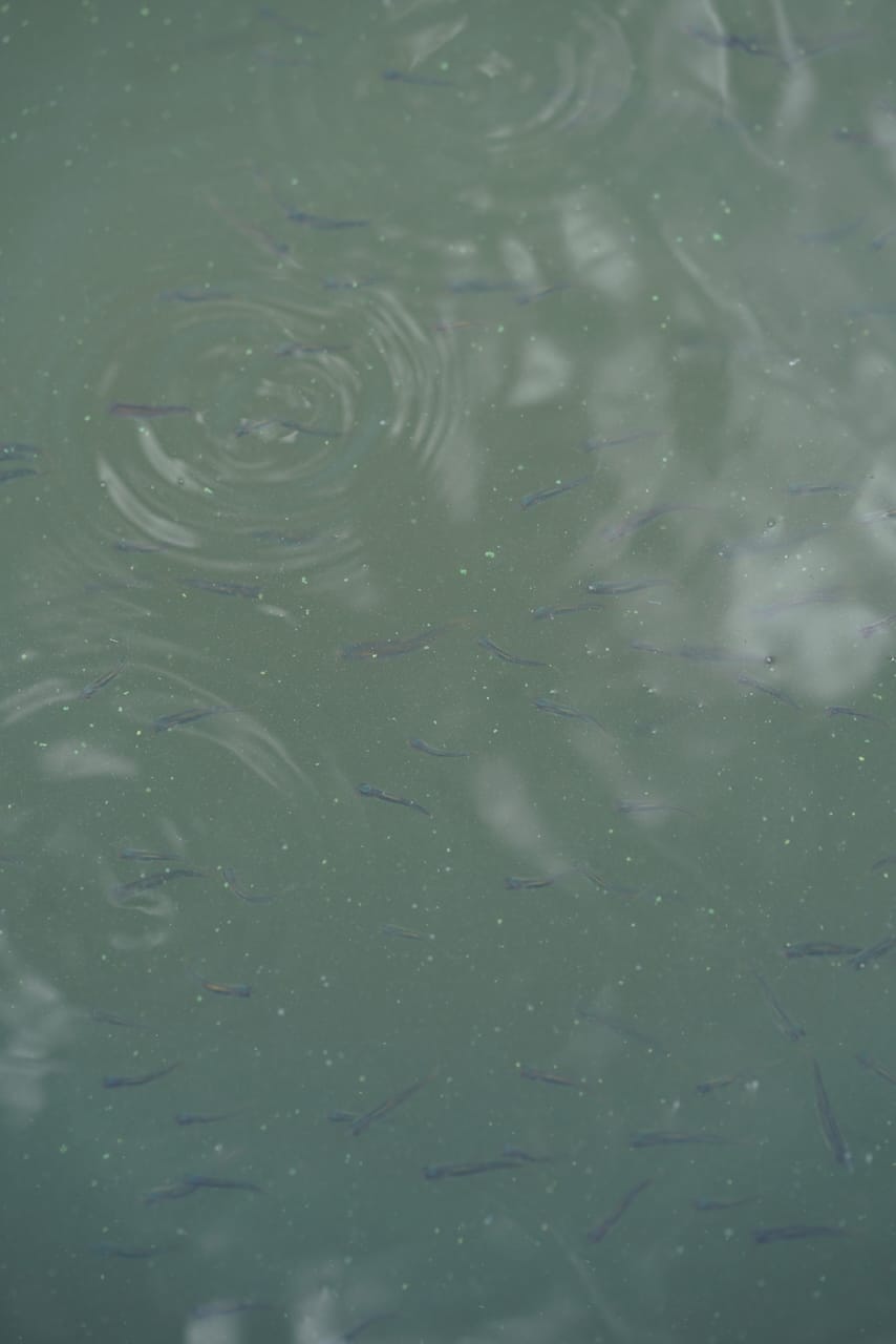 吉澤淡水魚 | 鯉や鮎をはじめとした淡水魚