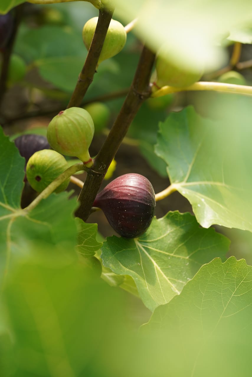 おぎビオレー | ビオレー（黒イチジク）