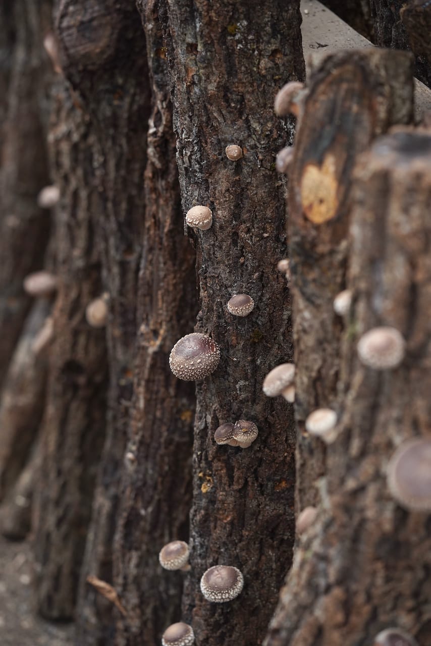田上きのこ園 | フィンガーライム・きのこ