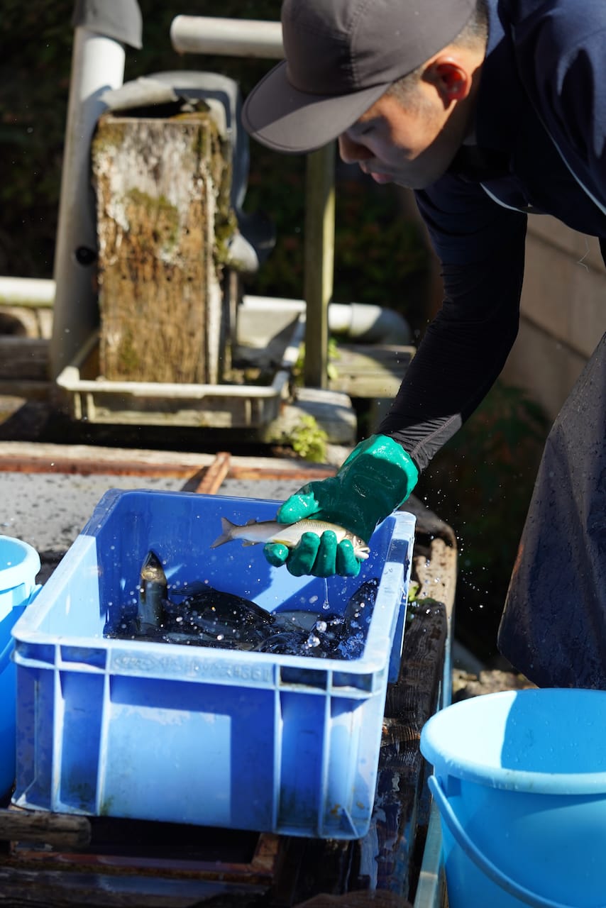 吉澤淡水魚 | 鯉や鮎をはじめとした淡水魚