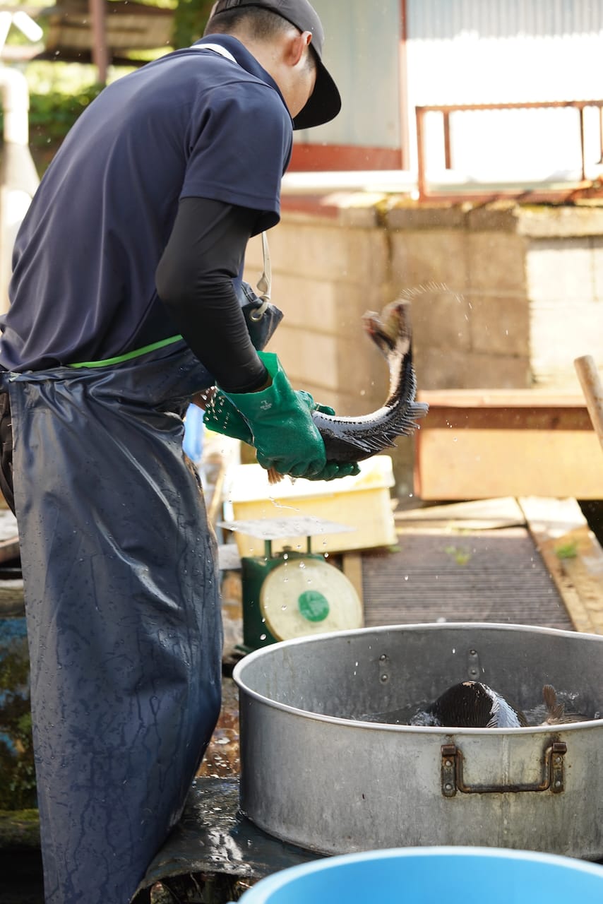 吉澤淡水魚 | 鯉や鮎をはじめとした淡水魚