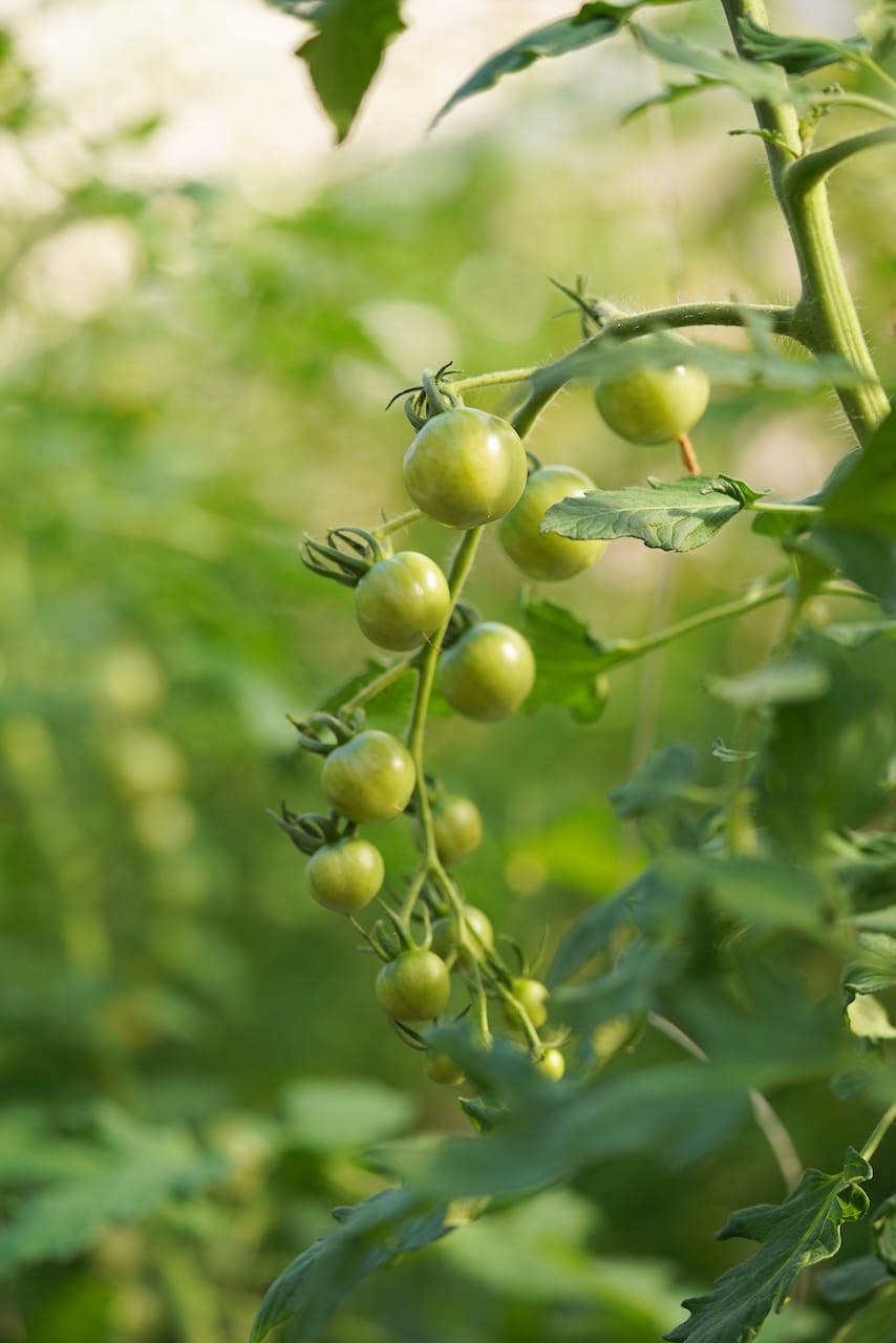 POMONA FARM | ミニトマト・マイクロリーフ