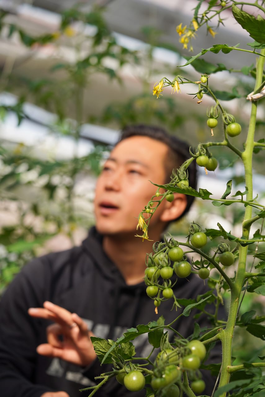 POMONA FARM | ミニトマト・マイクロリーフ