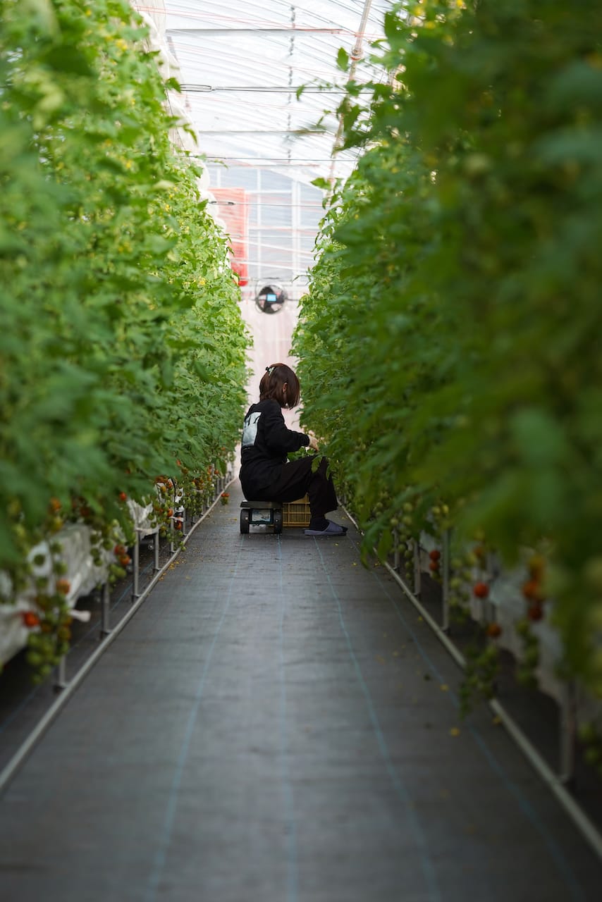 POMONA FARM | ミニトマト・マイクロリーフ