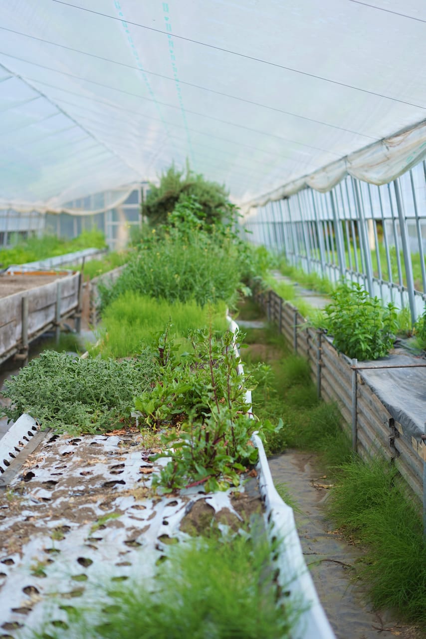 みどりの里 | ベビーリーフ・生にんにく