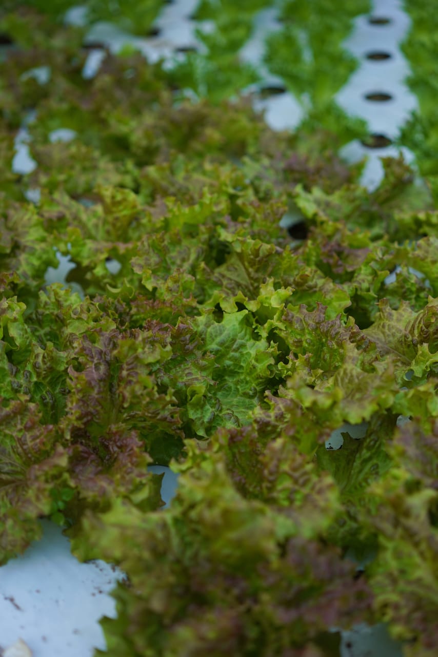 みどりの里 | ベビーリーフ・生にんにく